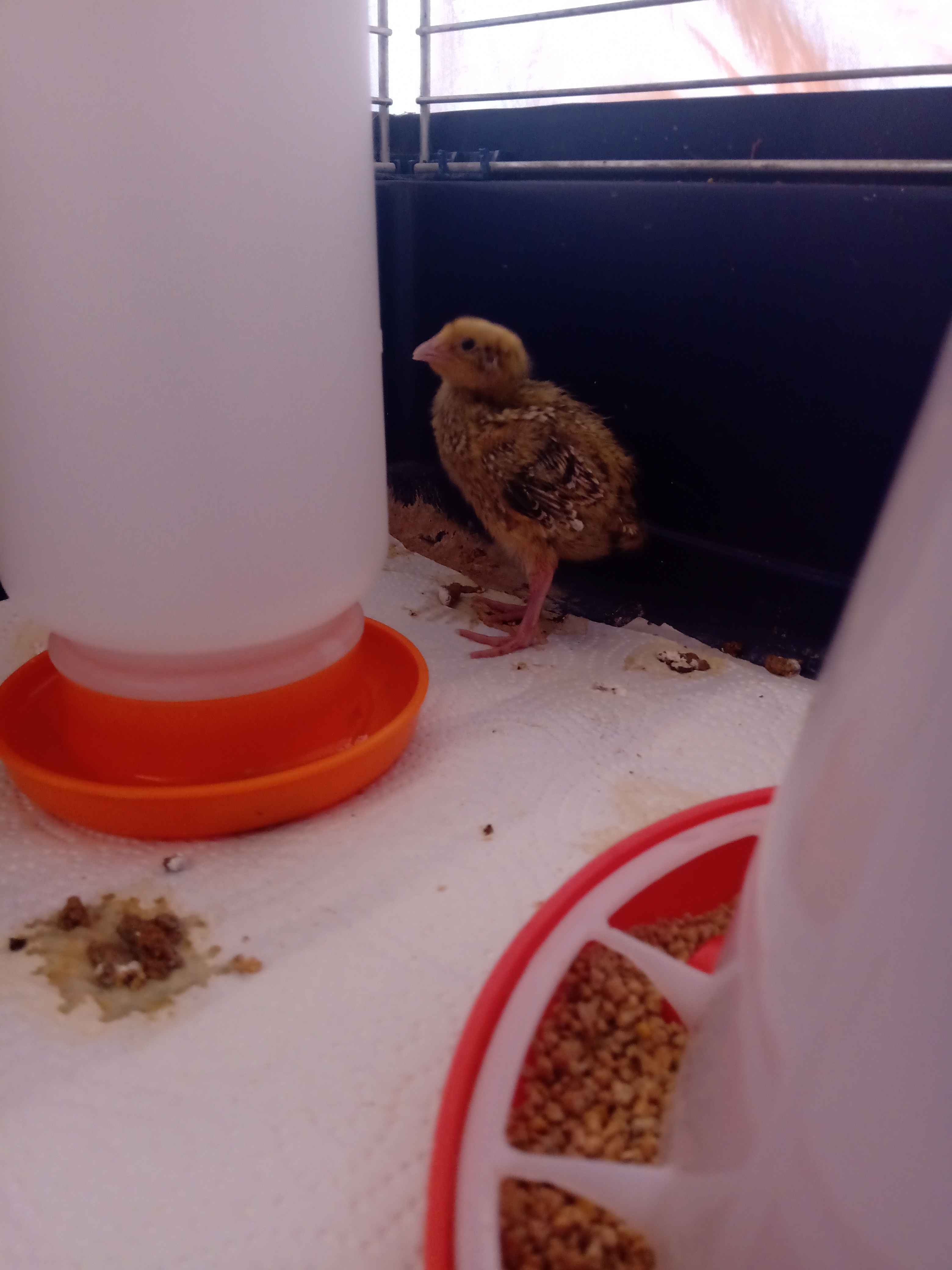 Das gelbe Küken sitzt bei Futter und Wasser... Und hat auch viele Federn.